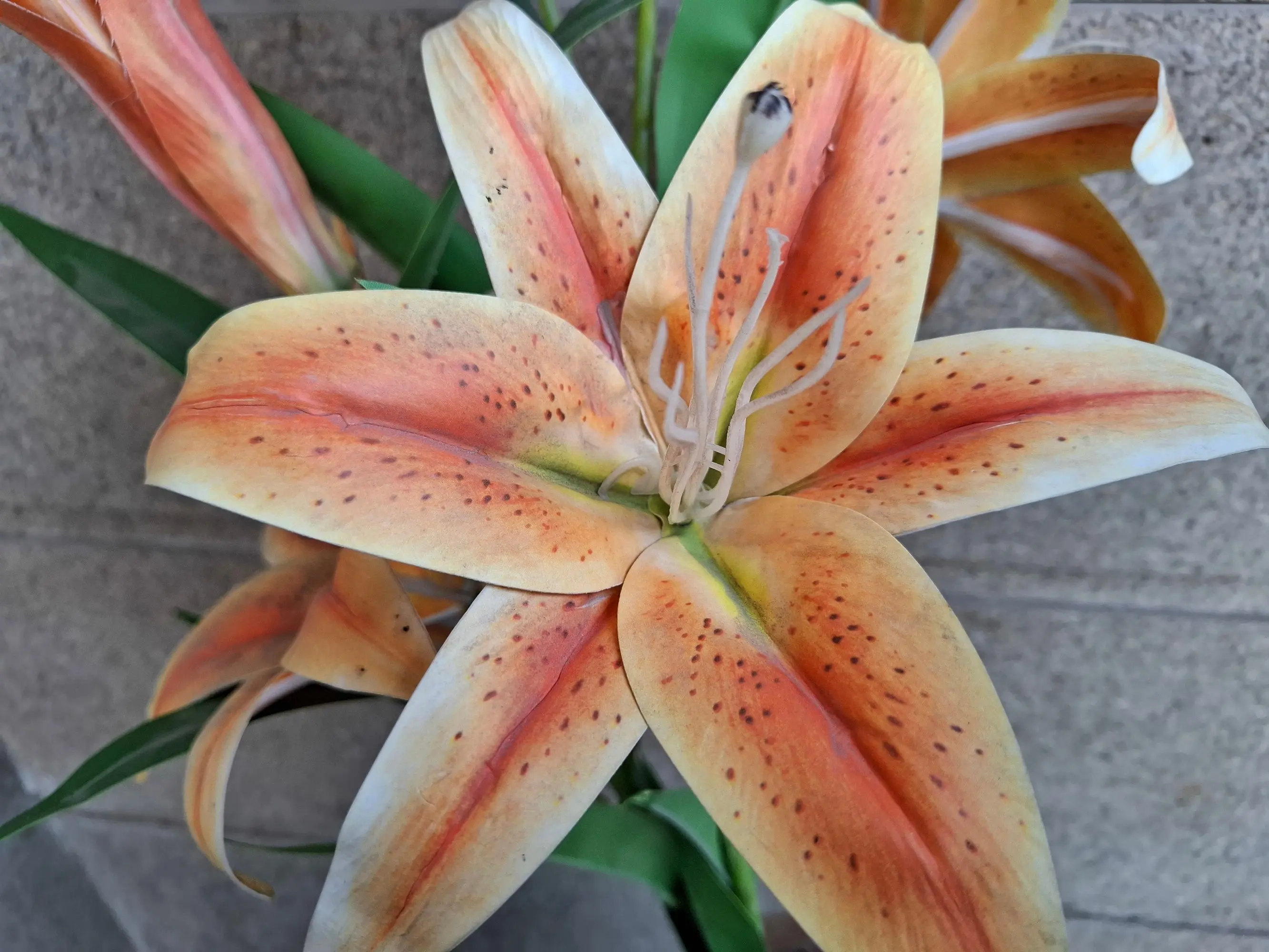 Samsung Galaxy A55 Close Up Image.