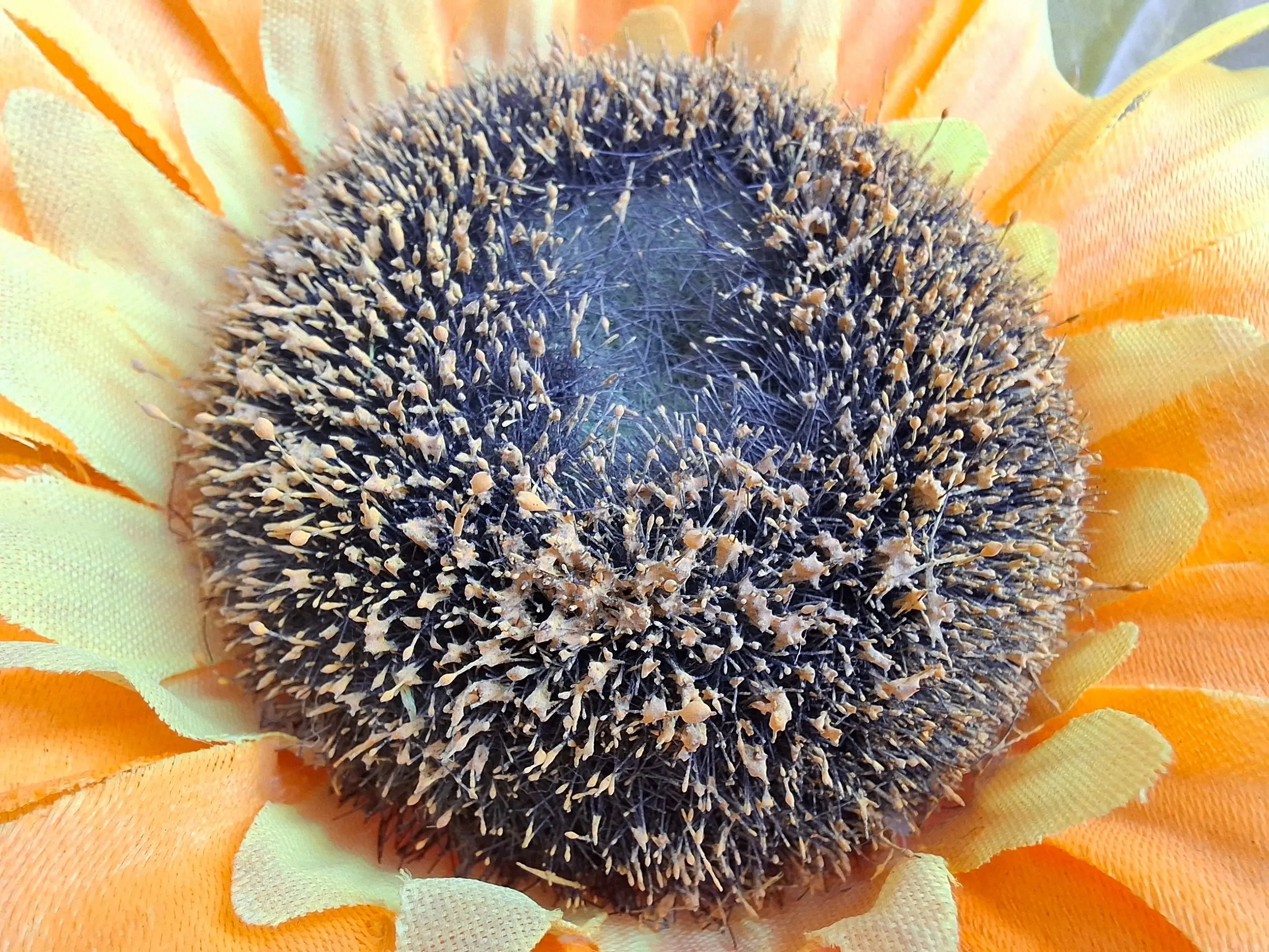 Samsung Galaxy A55 Macro Image.