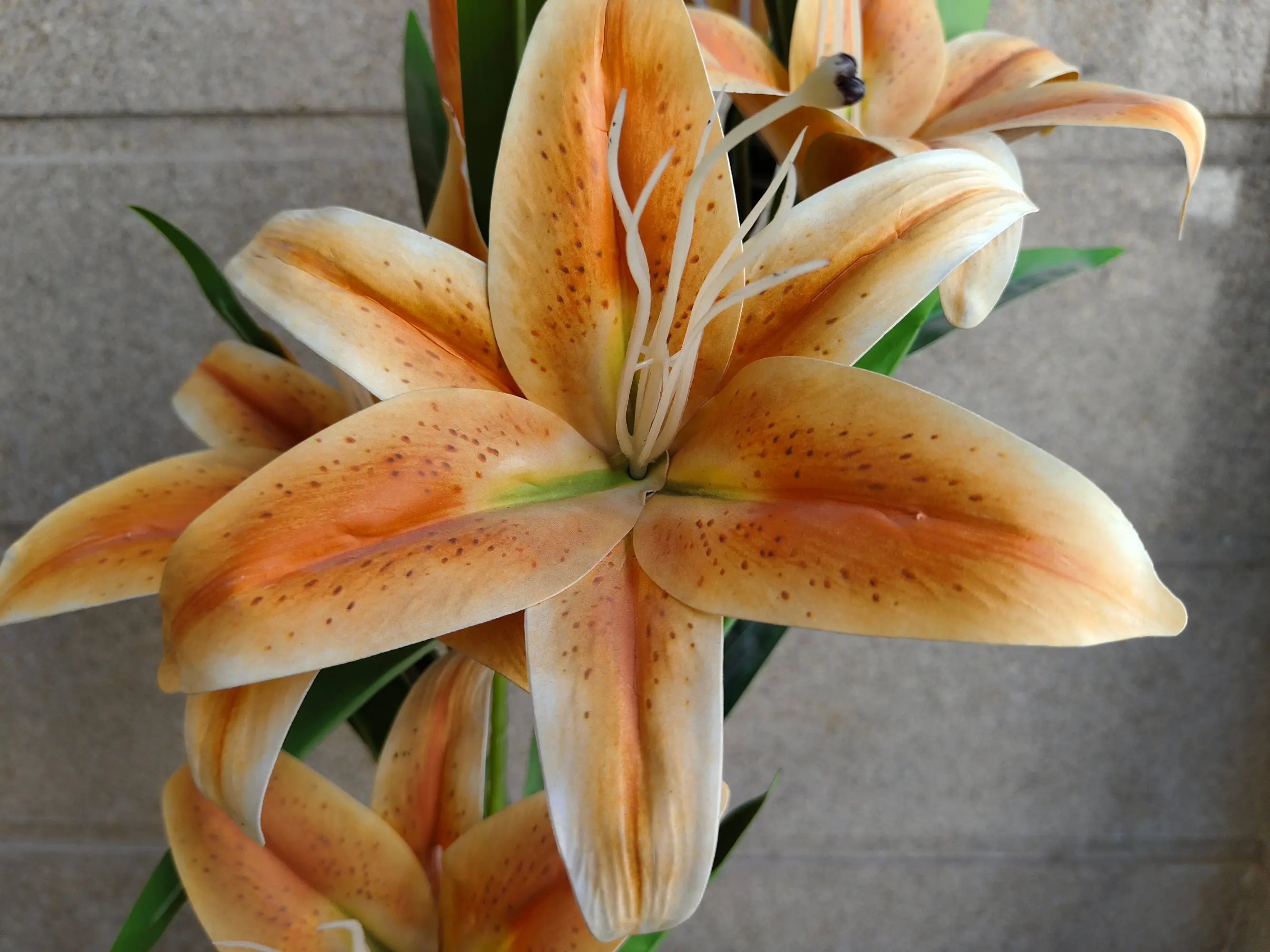 Vivo V29 Close Up Image.